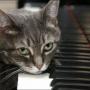 Gatto suona pianoforte