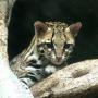 Gattopardo o Ocelot