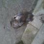 Piccione morto 4