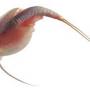 Triops