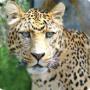 Leopardo